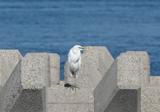 口を開けた写真です。